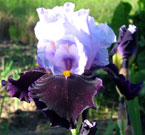 Iris - Vilkdalgis - Habit