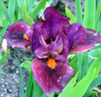 Iris - Vilkdalgis - Minidragon