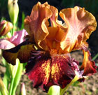 Iris - Vilkdalgis - Masked Bandit