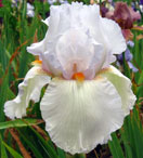 Iris - Vilkdalgis - Peach Frost