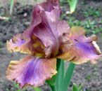 Iris - Vilkdalgis - Smogas