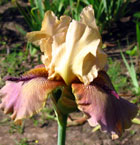 Iris - Vilkdalgis - Thornbird
