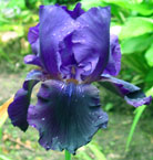 Iris - Vilkdalgis - Black Tafleta