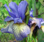 Iris - Vilkdalgis - Banish Misfortune 