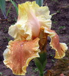Iris - Vilkdalgis - English Charm