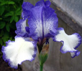 Iris - Vilkdalgis - Blue Staccato