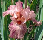 Iris - Vilkdalgis - Nigerian Raspberry