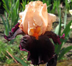 Iris - Vilkdalgis - Ocelot