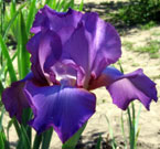 Iris - Vilkdalgis - Amethyst Flame