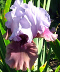 Iris - Vilkdalgis - Casual Elegance