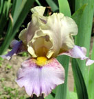 Iris - Vilkdalgis - Calico Cat